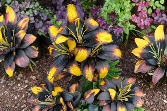 Lilium ‘Tiny Massive’ – Dwarf Asiatic Lily Bulb – Yellow & Burgundy Blooms – Compact Lily for Containers – Perennial Flower