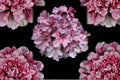 Heuchera ‘Iridescent’ Plug – Coral Bells – Color Changing Foliage – Shade Perennial – Pink Silver Leaves Starter Plant
