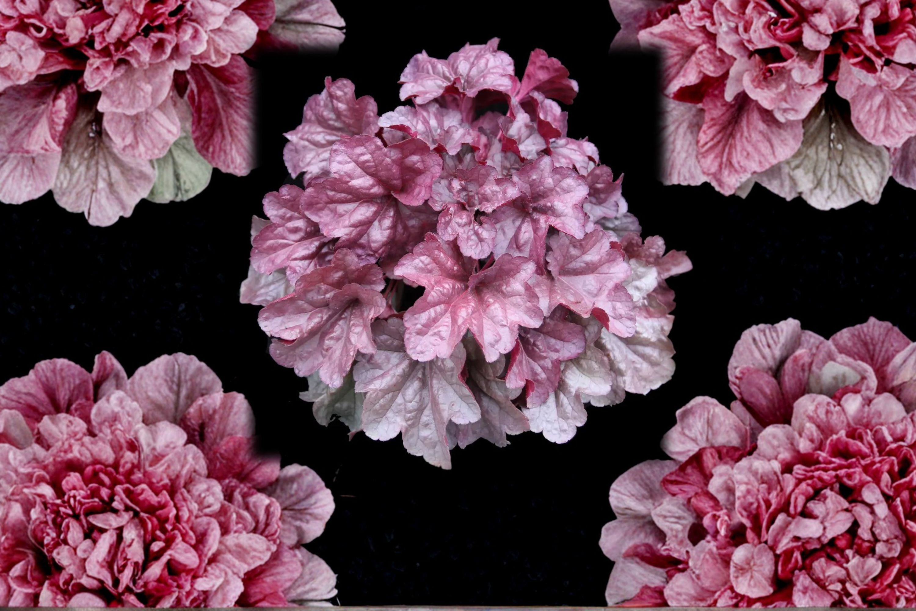 Heuchera ‘Iridescent’ Plug – Coral Bells – Color Changing Foliage – Shade Perennial – Pink Silver Leaves Starter Plant