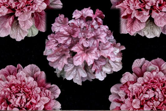 Heuchera ‘Iridescent’ Plug – Coral Bells – Color Changing Foliage – Shade Perennial – Pink Silver Leaves Starter Plant