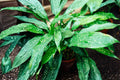 Aspidistra ‘Milky Way’ – Cast Iron Plant – Low Light Houseplant – Speckled Foliage Plant – Easy Care Indoor Plant
