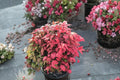 Nandina ‘Blush Pink’ – Dwarf Heavenly Bamboo – Non-Invasive Evergreen Shrub – Compact Red Foliage Plant – 1 Gallon Live Plant