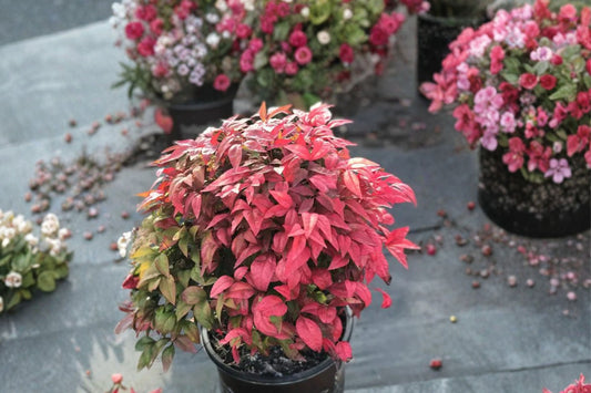 Nandina ‘Blush Pink’ – Dwarf Heavenly Bamboo – Non-Invasive Evergreen Shrub – Compact Red Foliage Plant – 1 Gallon Live Plant