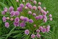 Chives Seeds (Allium schoenoprasum) – Perennial Herb – Edible Flowers – Culinary Herb Seeds – Pollinator Friendly Garden Plant