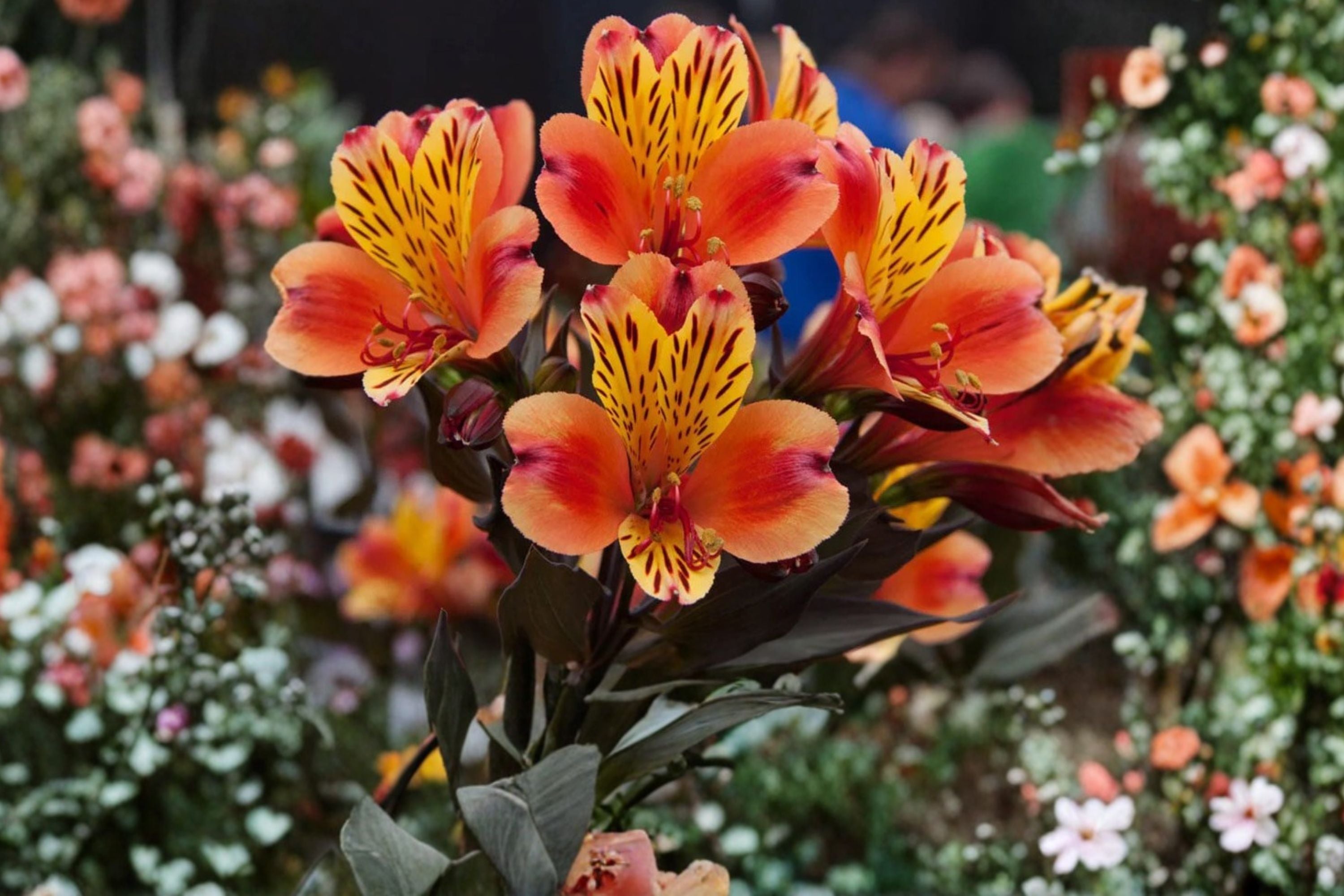 Alstroemeria ‘Indian Summer’ – Peruvian Lily Live Plant – Orange Yellow Blooms – Bronze Foliage – Long Blooming Perennial – 4.5” Pot