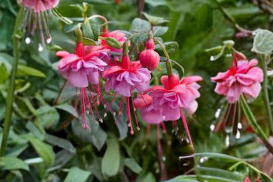 Fuchsia ‘Shelford’ – Hardy Fuchsia Plant – Pink & White Flowers – Hummingbird Plant – Shade Flowering Shrub – 1 Gallon Live Plant
