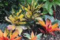 Croton Monalisa Plant (Pack of 2) – Colorful Tropical Houseplant – Codiaeum Variegatum – Live Indoor Plant – Variegated Foliage