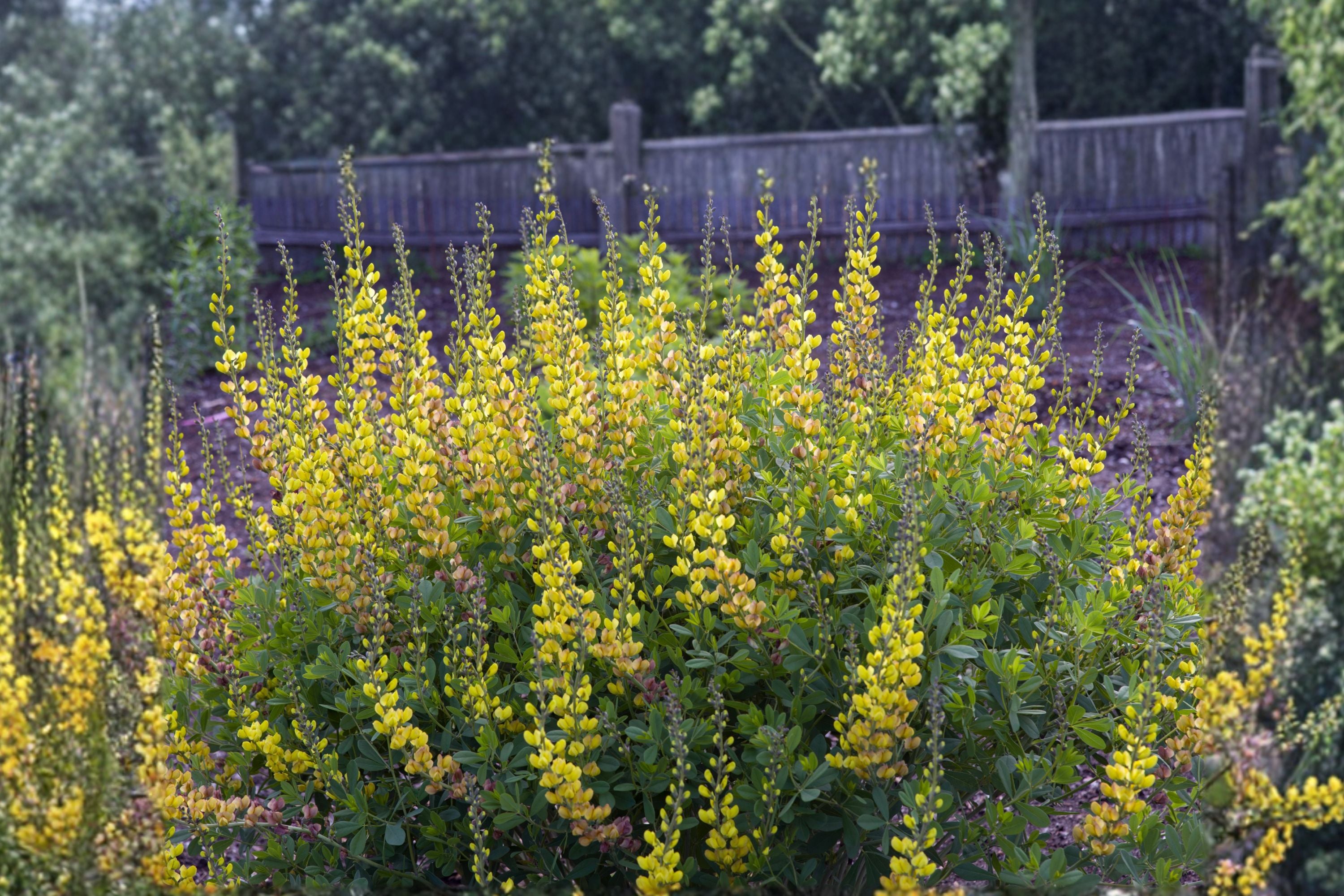 Baptisia ‘Solar Flare’ – False Indigo Plant – Yellow Orange Purple Blooms – Drought Tolerant Perennial – Pollinator Plant – 1 Gallon Live Plant