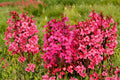 Lobelia ‘Starship Rose’ – Cardinal Flower Plant – Pink Flower Spikes – Hummingbird Plant – Long Blooming Perennial – 4” Pot