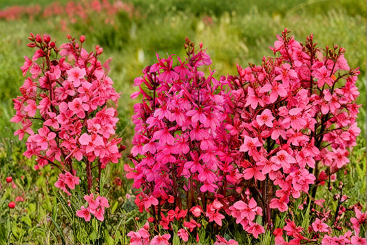 Lobelia ‘Starship Rose’ – Cardinal Flower Plant – Pink Flower Spikes – Hummingbird Plant – Long Blooming Perennial – 4” Pot