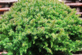 Dwarf Japanese Cedar ‘Vilmoriniana’ – Compact Evergreen Shrub – Small Conifer – Winter Color Evergreen – 4” Pot Live Plant