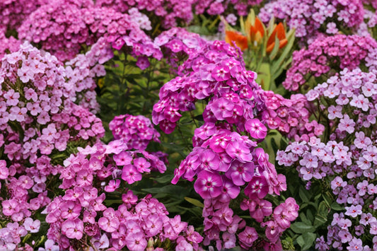 Phlox ‘Laura’ – Tall Garden Phlox – Fragrant Purple Flowers – Pollinator Perennial – Cottage Garden Plant – 1 Gallon Live Plant
