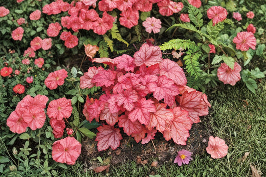 Heuchera ‘Georgia Peach’ | Coral Bells Plant Live | Peach Foliage Perennial | Shade Perennial | Colorful Foliage Plant | Plug Starter