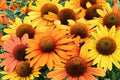 Echinacea ‘PRIMA Saffron’ | Yellow Coneflower Plant Live | Compact Coneflower | Pollinator Perennial | Drought Tolerant | Plug Starter