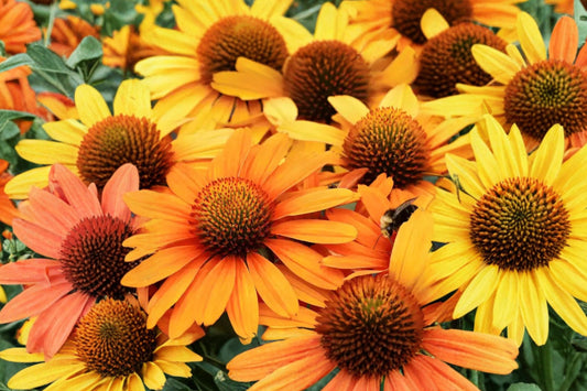Echinacea ‘PRIMA Saffron’ | Yellow Coneflower Plant Live | Compact Coneflower | Pollinator Perennial | Drought Tolerant | Plug Starter