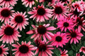 Echinacea ‘Mystic’ DARK SHADOWS™ | Pink Coneflower Plant Live | Pollinator Perennial | Drought Tolerant | Butterfly Garden | Plug