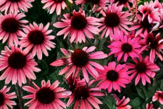 Echinacea ‘Mystic’ DARK SHADOWS™ | Pink Coneflower Plant Live | Pollinator Perennial | Drought Tolerant | Butterfly Garden | Plug