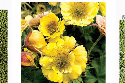 Geum ‘Tempo Yellow’ | Yellow Avens Plant Live | Double Flower Perennial | Long Blooming | Pollinator Plant | Plug or Potted