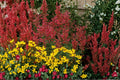 Agastache ‘Kudos Coral’ | Hummingbird Mint Plant Live | Coral Hyssop | Dwarf Pollinator Perennial | Drought Tolerant | Plug