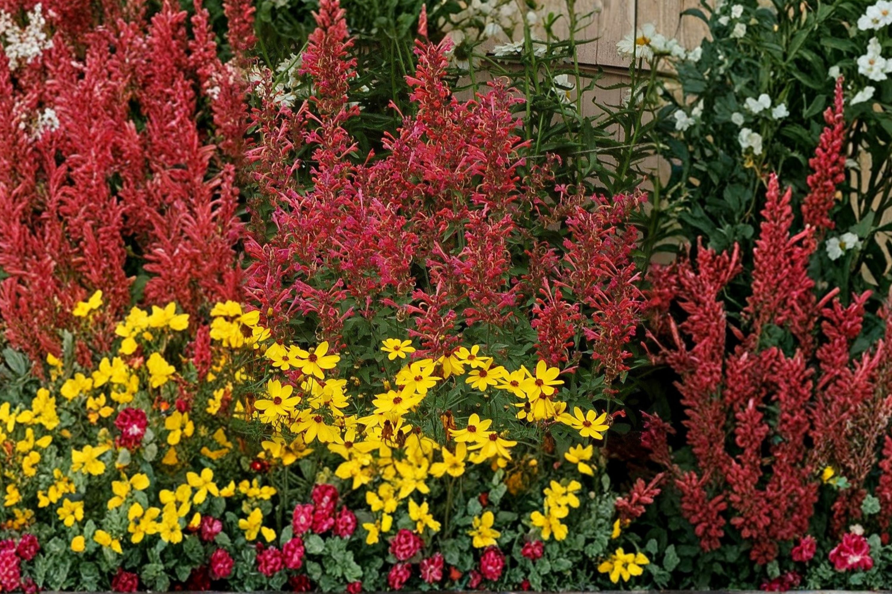Agastache ‘Kudos Coral’ | Hummingbird Mint Plant Live | Coral Hyssop | Dwarf Pollinator Perennial | Drought Tolerant | Plug
