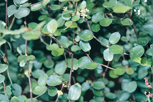 Muehlenbeckia axillaris | Wire Vine Plant Live | Trailing Groundcover | Creeping Wire Vine | Spiller Plant | Rock Garden Plant