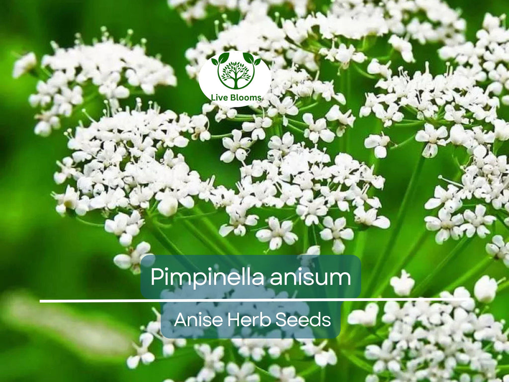 250 mg Seeds Anise – Pimpinella anisum Herb for Planting | Aromatic Spice for Cooking, Teas, and Garden Growth