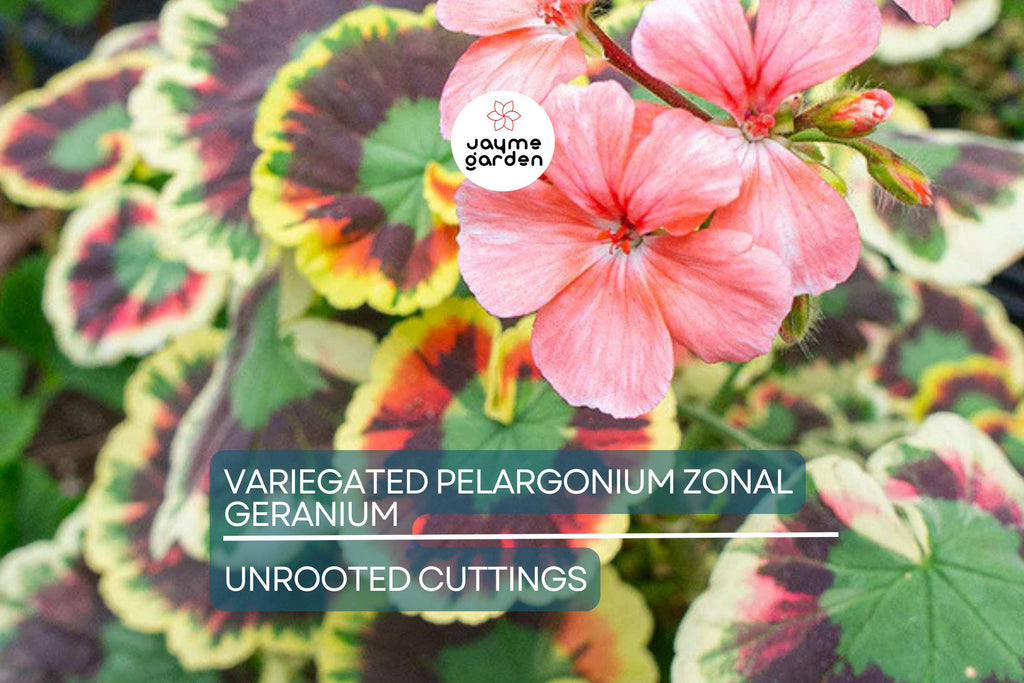 Rare Variegated Pelargonium Zonal Geranium Cutting 6" - Vivid Red Blooms, Hardy & Fast Growing