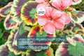 Rare Variegated Pelargonium Zonal Geranium Cutting 6" - Vivid Red Blooms, Hardy & Fast Growing