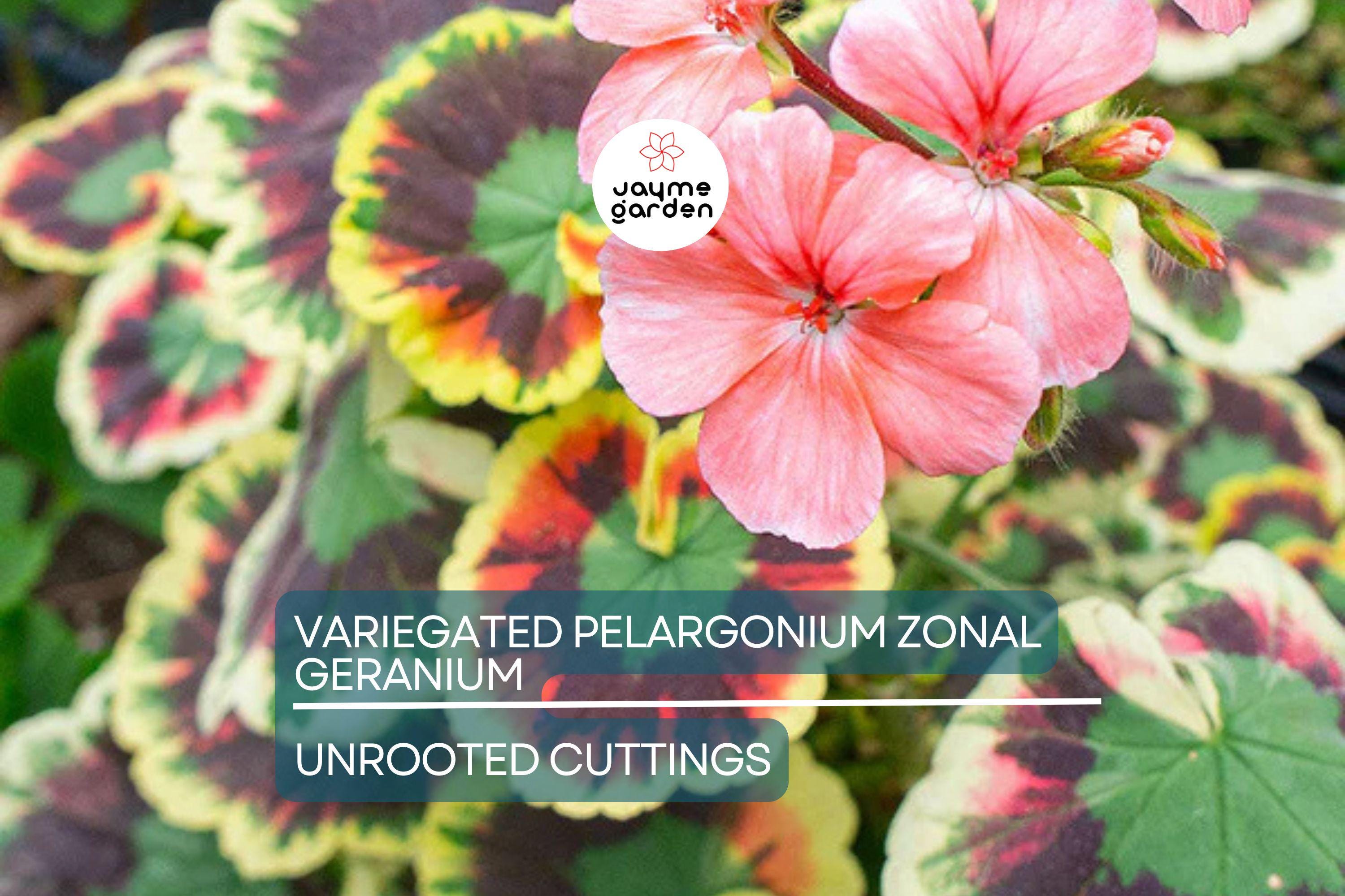 Rare Variegated Pelargonium Zonal Geranium Cutting 6" - Vivid Red Blooms, Hardy & Fast Growing