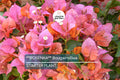 Rosenka Bougainvillea Starter Plant | Rare Well-Rooted Plug | Colorful Live Evergreen | Tropical Vine for USDA Zones 9+