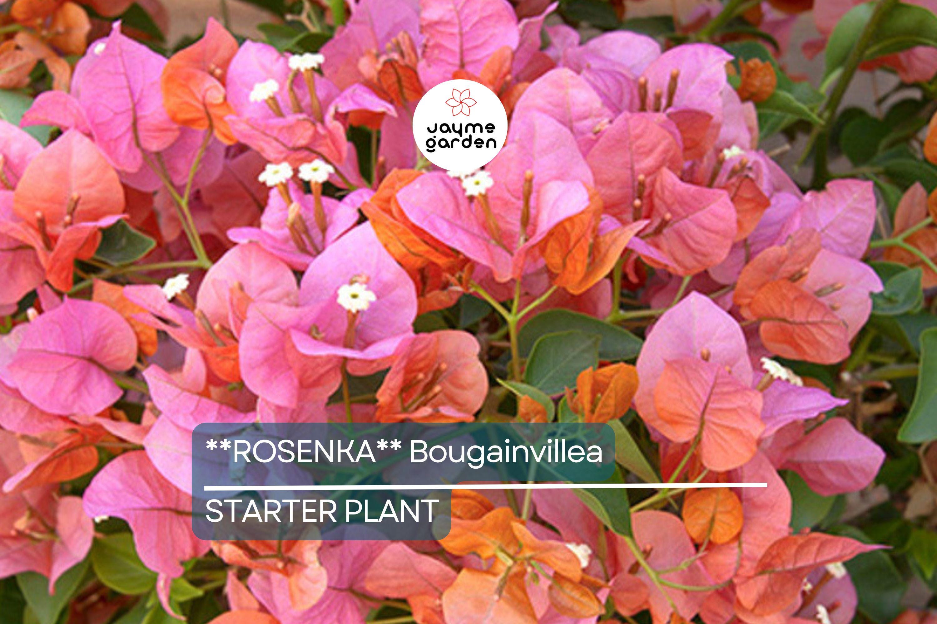 Rosenka Bougainvillea Starter Plant | Rare Well-Rooted Plug | Colorful Live Evergreen | Tropical Vine for USDA Zones 9+