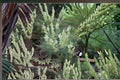 Astragalus drummondii/Woolly Milkvetch – 30 Seeds | Native Prairie Perennial | Nitrogen-Fixing Legume | Pollinator Plant