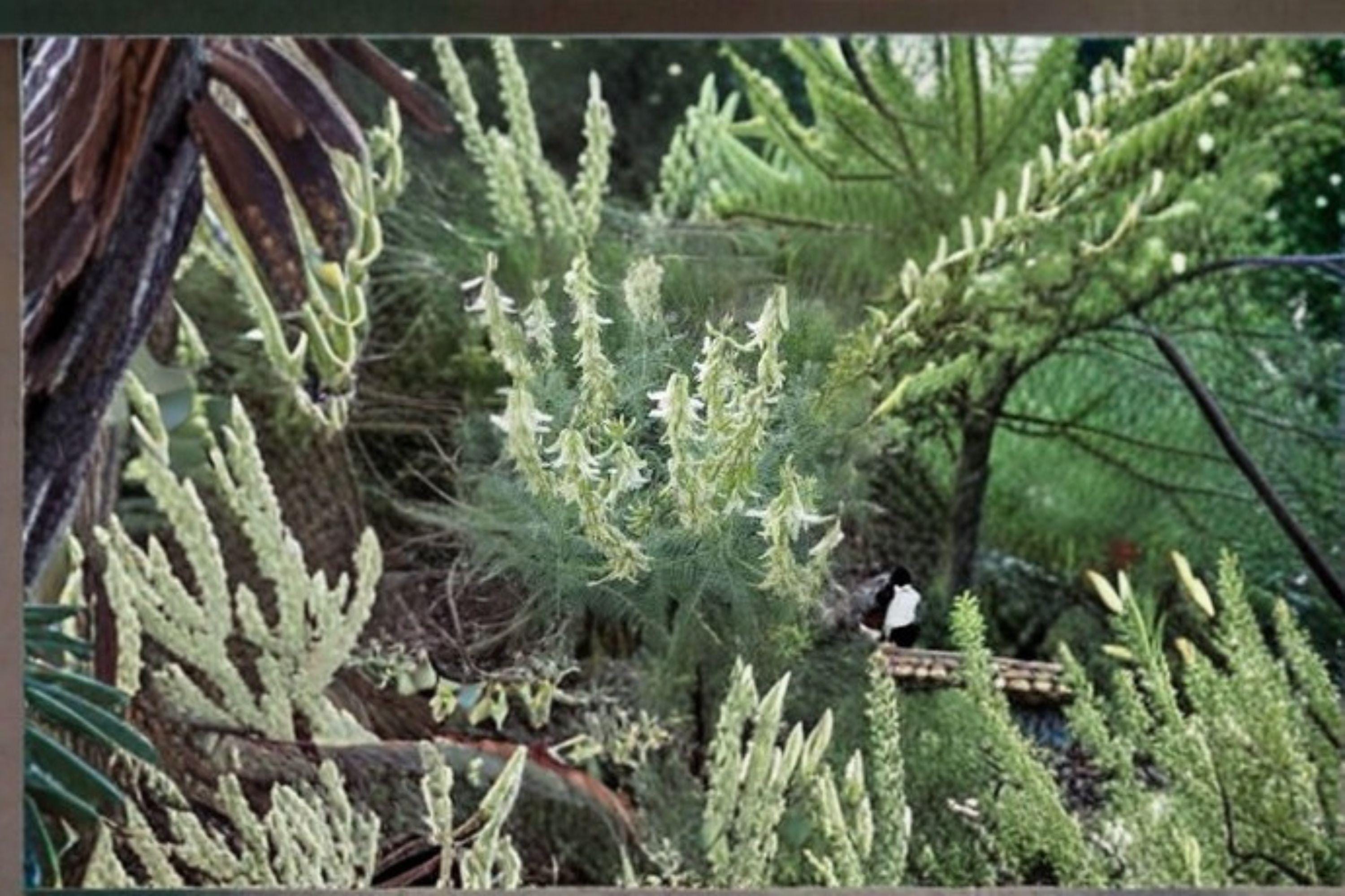 Astragalus drummondii/Woolly Milkvetch – 30 Seeds | Native Prairie Perennial | Nitrogen-Fixing Legume | Pollinator Plant