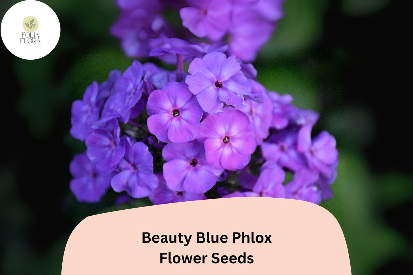 100+ Beauty Blue Phlox Seeds – Perennial Garden Flowers, Phlox paniculata