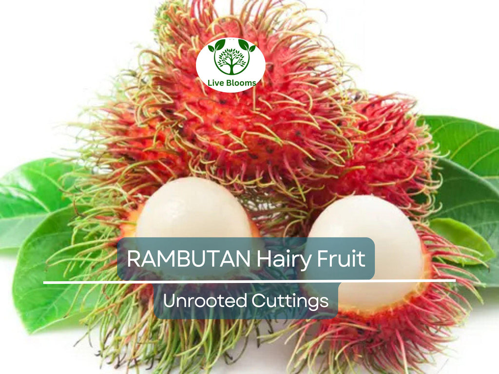 5 Unrooted Rambutan Cuttings (Nephelium lappaceum) | 5-6" Long for Grafting | Hairy Fruit Tree Cuttings for Propagation & Planting
