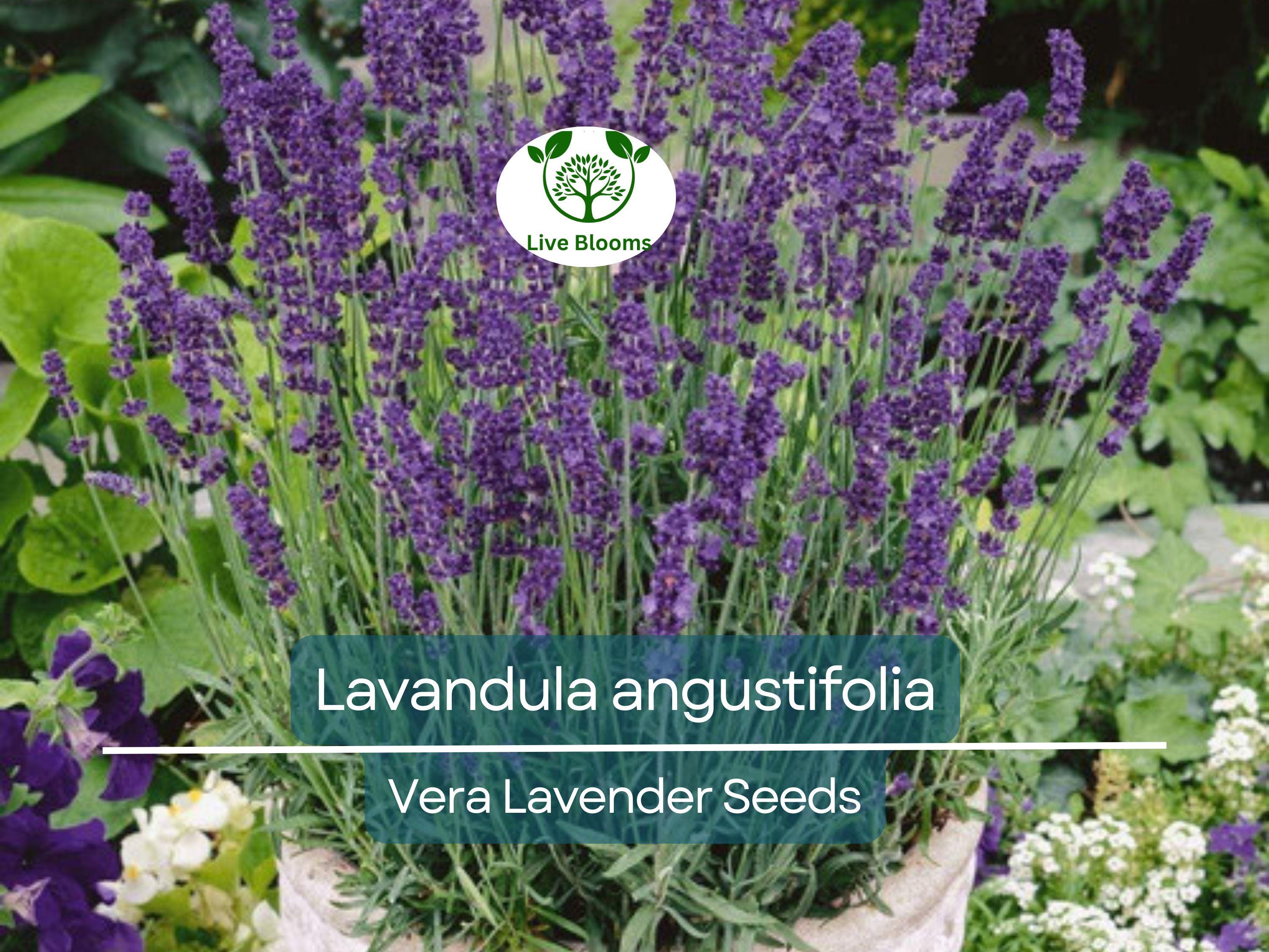 100 Seeds Vera Lavender (Lavandula angustifolia) – Non-GMO, Heirloom, Aromatic Herb, Perfect for Garden & DIY Projects, Organic Planting