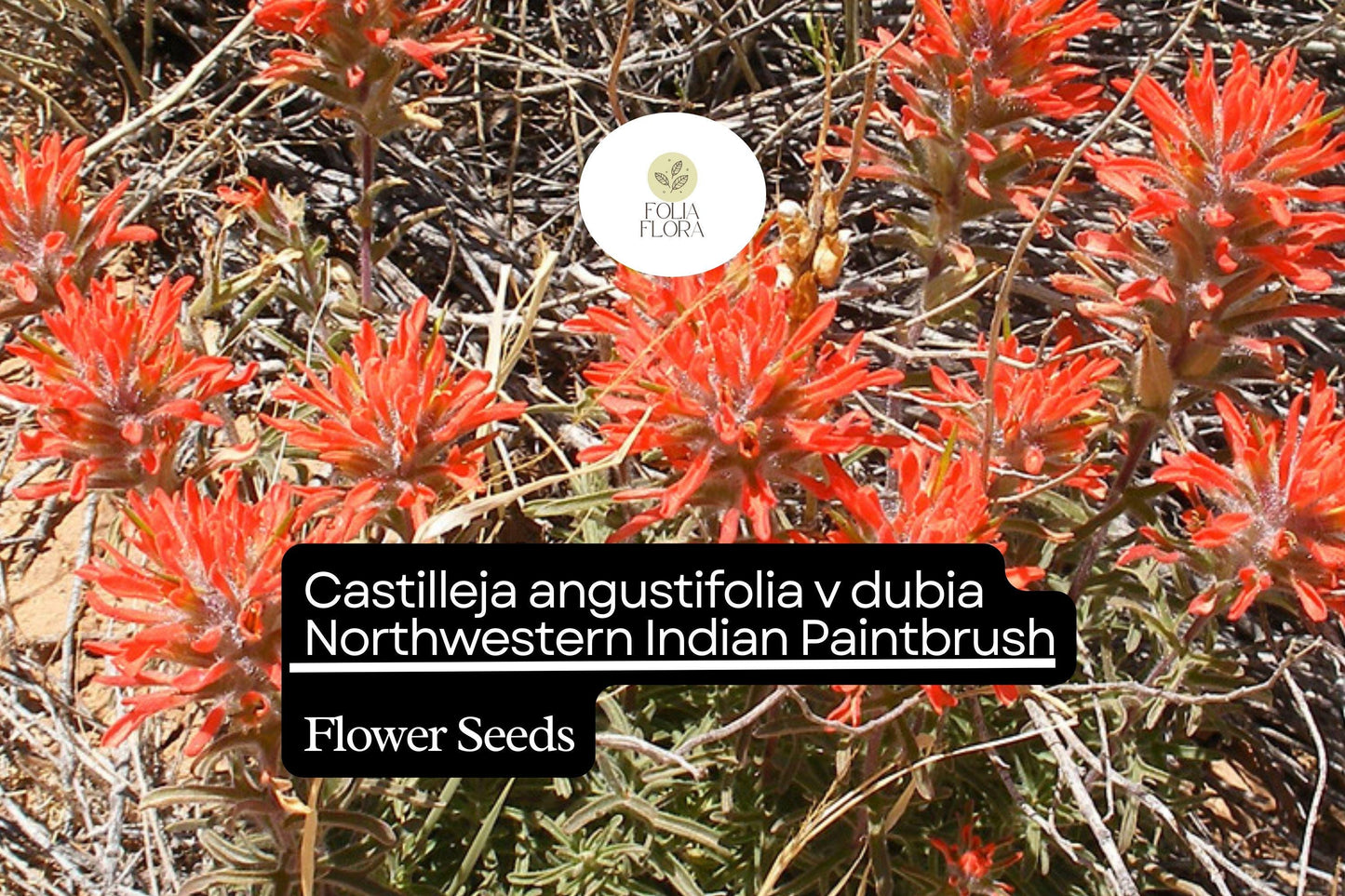500 Castilleja angustifolia v. dubia Seeds | Northwestern Indian Paintbrush | Wildflower for Garden Planting