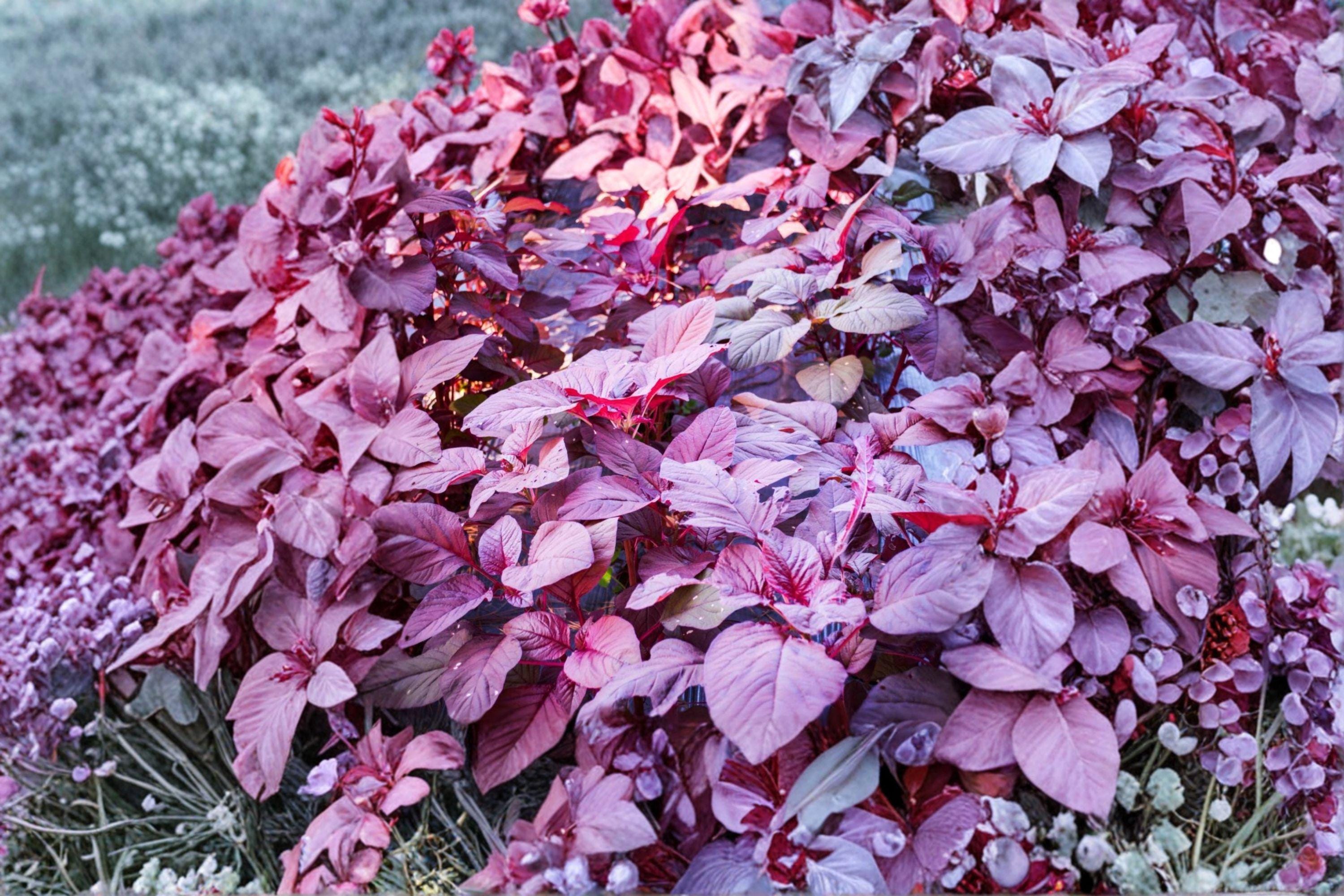 Red Garnet Amaranth Seeds – Amaranthus tricolor | 100 Seeds | Edible Leafy Vegetable & Ornamental Garden Plant