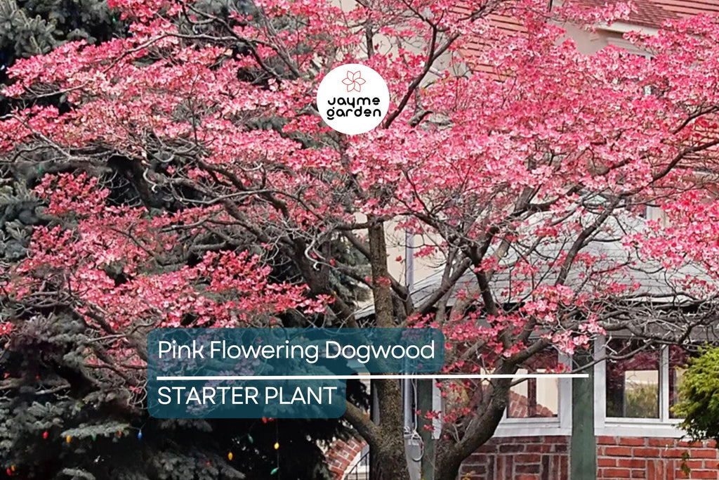 Pink Flowering Dogwood Tree – 10-12" Tall, Well Rooted, Healthy Deciduous, Beautiful Spring Flowers, Ships in Pot