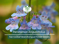100 mg Seeds Penstemon Angustifolius (Narrowleaf Beardtongue) for Planting | Native Perennial Wildflower for Pollinator Gardens