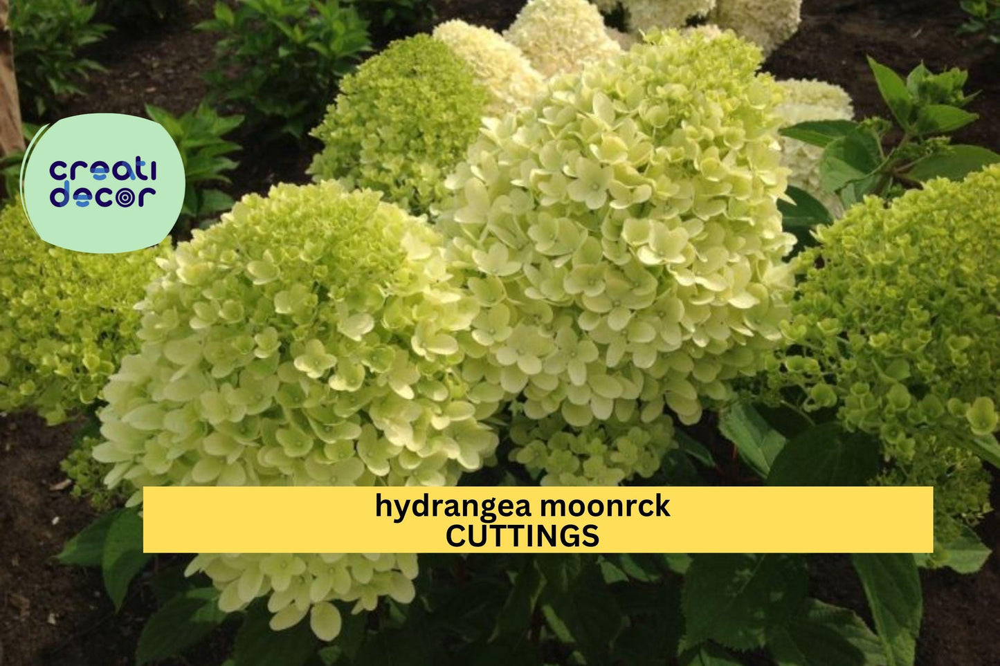 5 Moonrock Hydrangea Rooted Cuttings | 6–9" Panicle Shrub | Full Sun Hardy Blooms | White-Green Flowers | Good Quality Plants