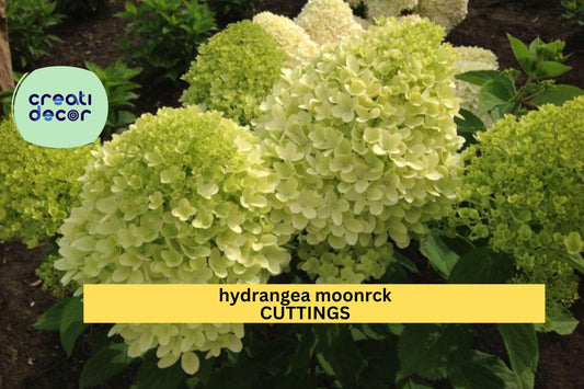 5 Moonrock Hydrangea Rooted Cuttings | 6–9" Panicle Shrub | Full Sun Hardy Blooms | White-Green Flowers | Good Quality Plants