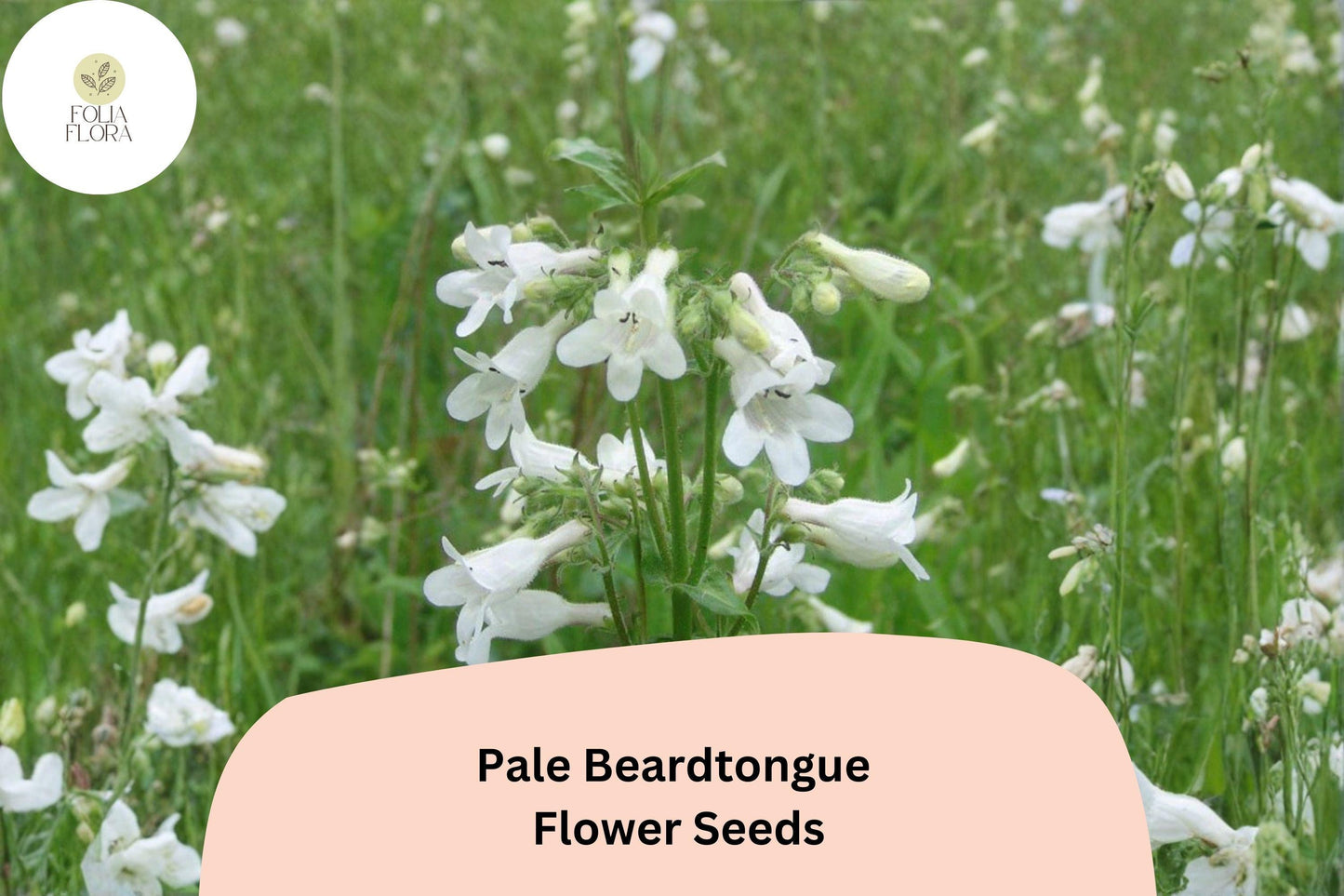 Pale Beardtongue Seeds – 100 Penstemon pallidus | Native White Wildflower | Perennial Garden Plant