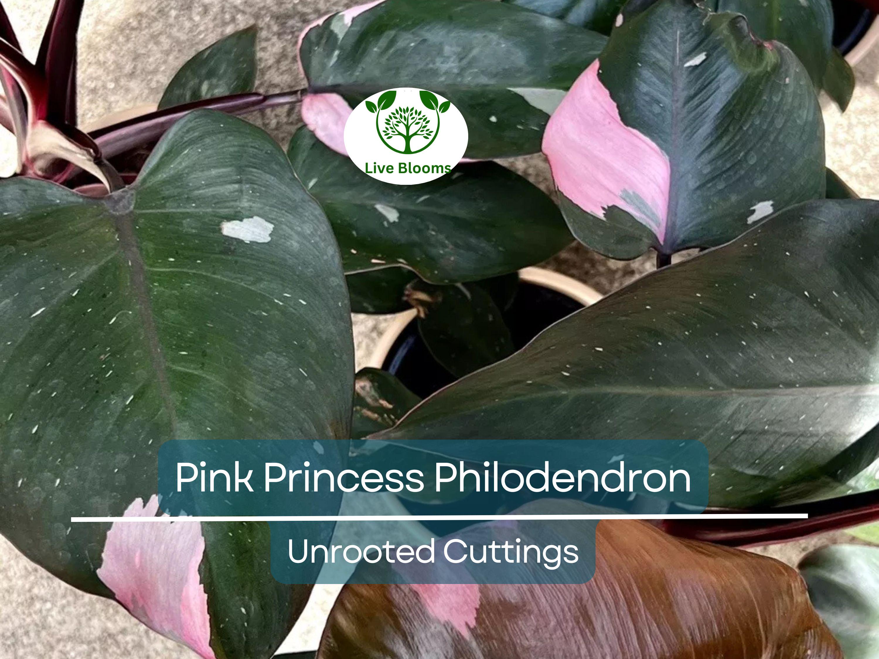 1 Pink Princess Philodendron Plant Unrooted Cutting, Rare Variegated, Philodendron "Pink Princess", Houseplant, Unique Pink & Green Foliage