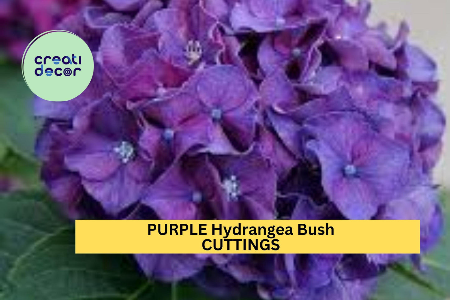 6 Purple Hydrangea Cuttings – Heirloom Variety Fresh 6” Unrooted Stems for Propagation – Vibrant Blooms – Garden Starter – USA