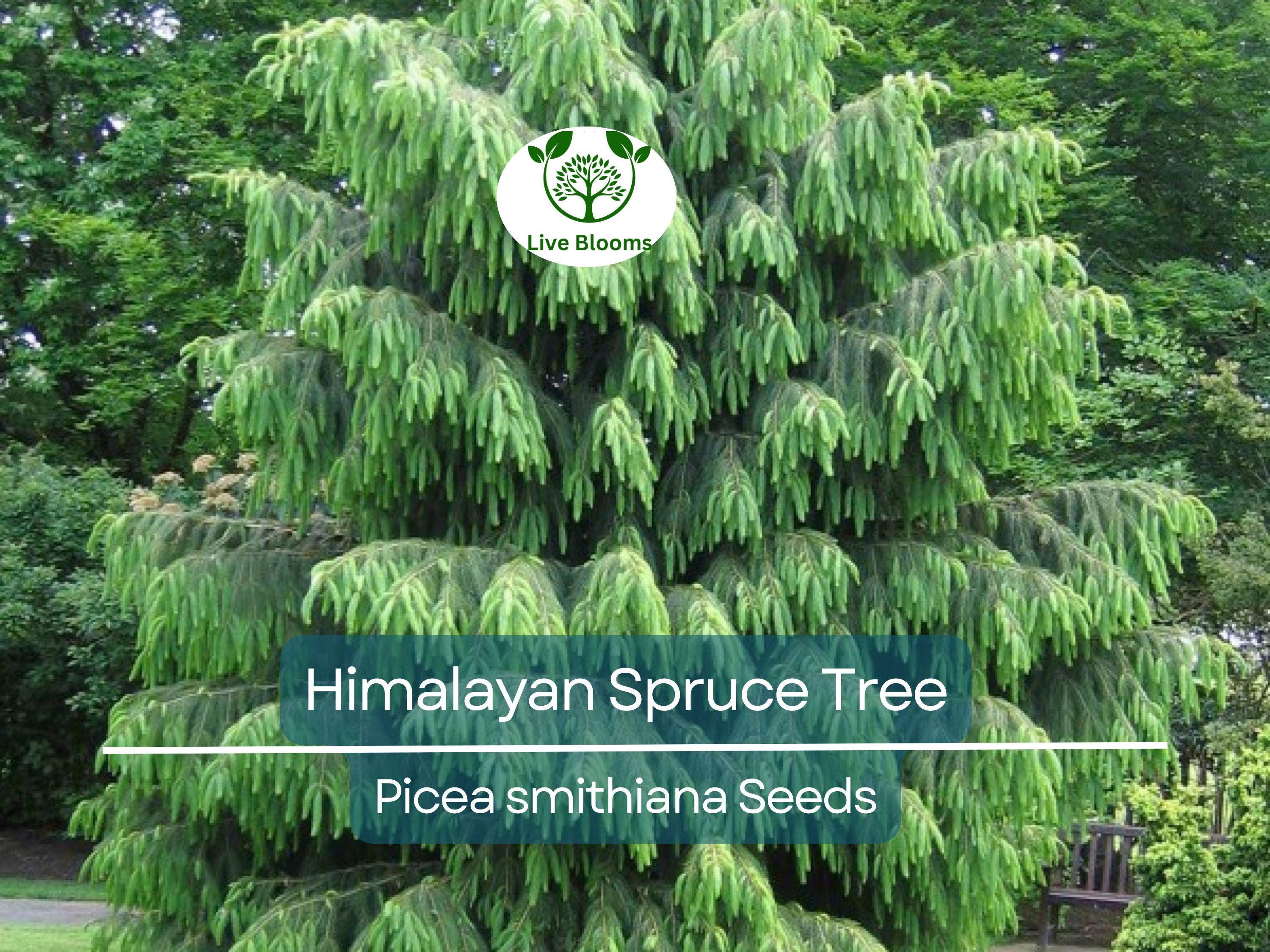 20 Himalayan Spruce Tree Seeds | Picea smithiana | Giant Tall Conifer | Morinda | Fast-Growing Evergreen Tree | Hardy, Large Tree for Garden