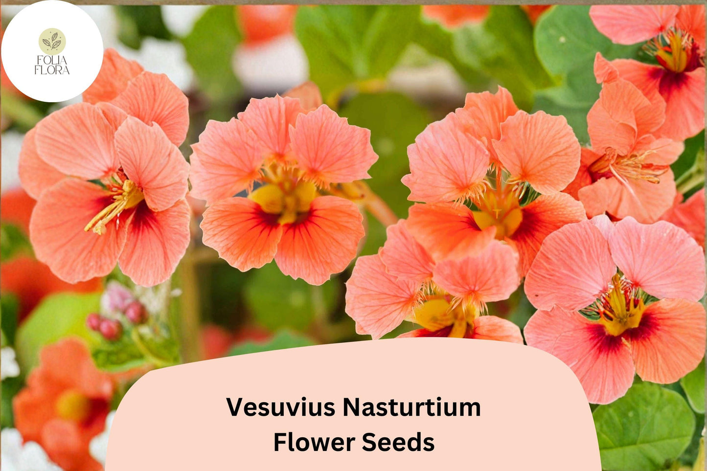 50+ Vesuvius Nasturtium Seeds | Tropaeolum majus | Fiery Red-Orange Blooms | Trailing Annual for Garden
