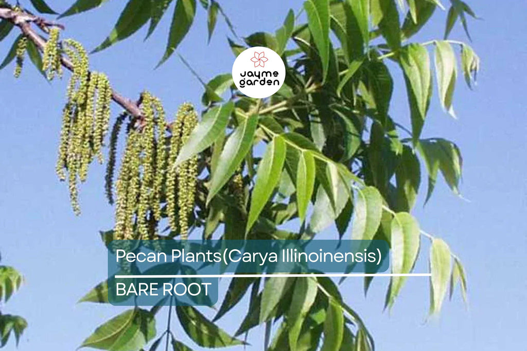 5 Pecan Trees (Carya Illinoensis) Bareroot – 6-12" Tall, Nut-Producing Trees