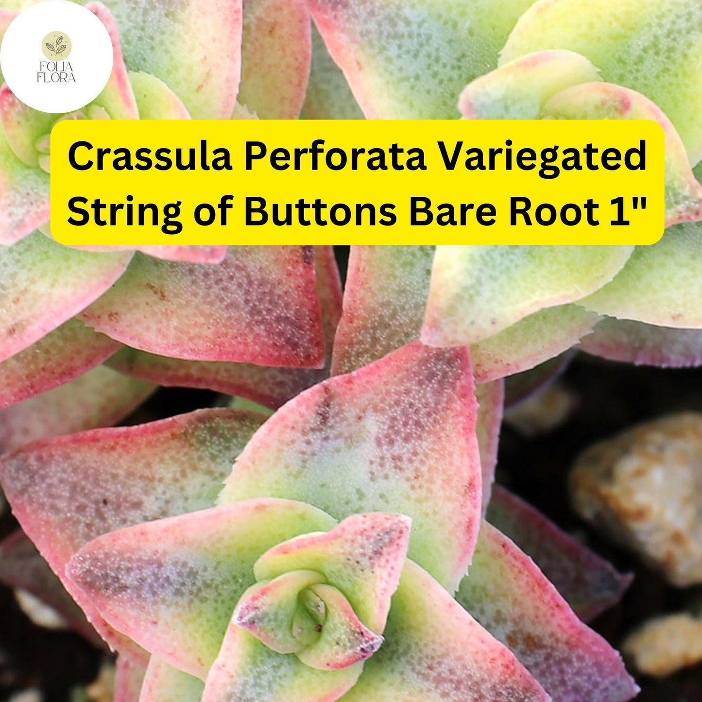 Crassula Perforata Variegated ‘String of Buttons’ | 2 Bare Root 1" Live Succulents | Stacked Leaves, Easy-Care, Unique Trailing Plant