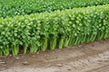 Celery – Tall Utah 52/70 2500 Seeds | Heirloom Celery | Crisp Thick Stalks | Classic Market Variety